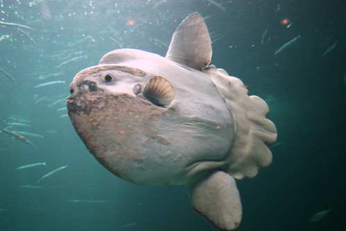 Ocean Sunfish Mola Mola. The ocean sunfish, Mola mola, or common mola, is the heaviest known bony fish in the world. It has an average adult weight of 1000 kg (2200 lb).