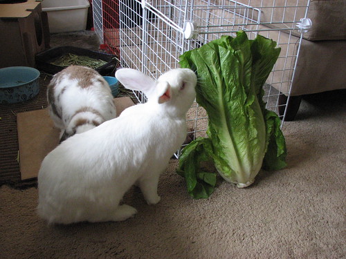 gus closely examines the huge head of lettuce
