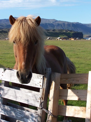 Our neighbours at the camping site - Icelandic horses
