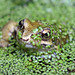 frog emerging 1