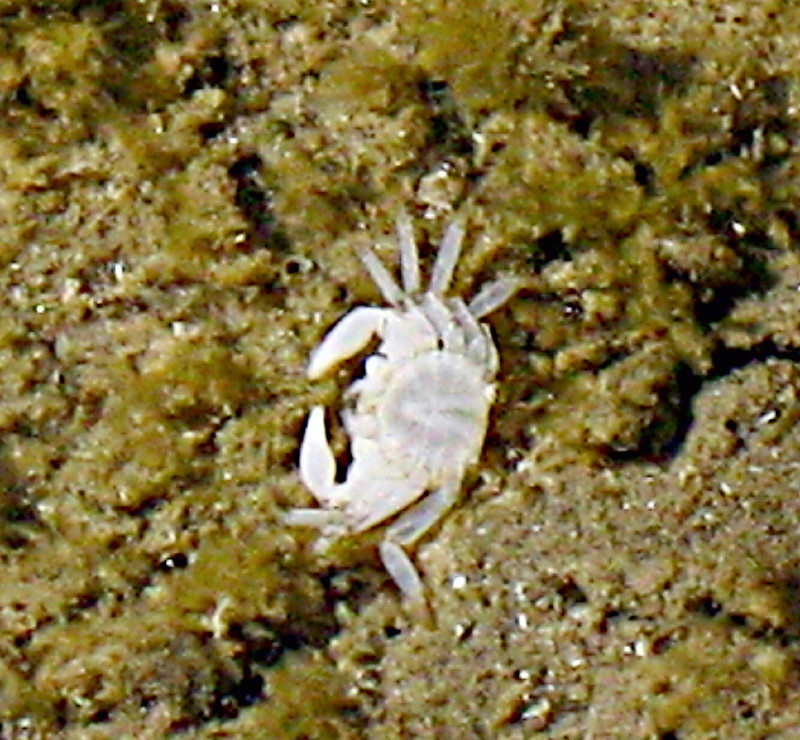 11-9-2009-baby-crab3