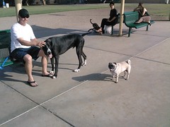 At the Dog Park