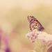 Spring Butterfly by Kristybee