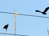 Eagles and Power lines