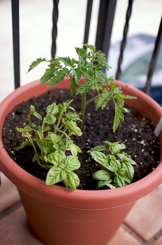 Tomato and basil in a container