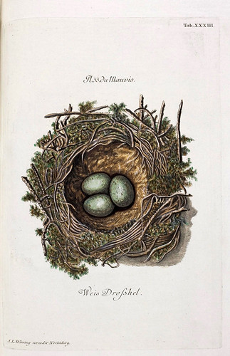 007-Nido del Malvís-Colección de nidos de aves 1772