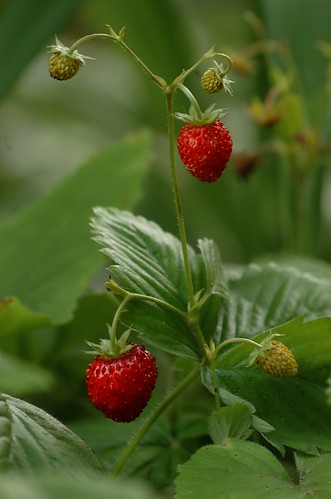 Fragaria vesca | Bosaardbei - Wild strawberry