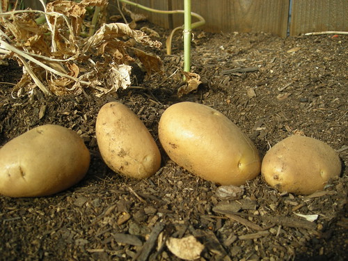 My First Potato Harvest