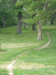 Forest Park Desire Path