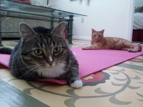 Trying to do yoga around these two