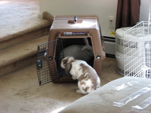 buns checking out the carrier