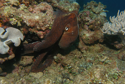 Octopus color change 6