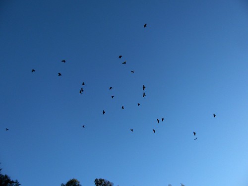 flock of crows 3