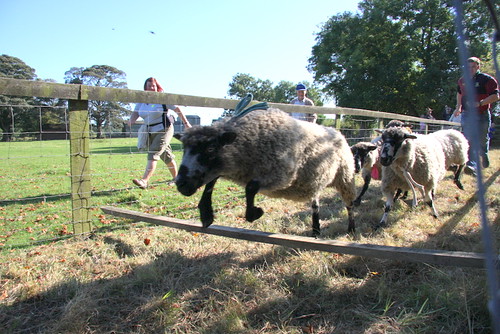 Sheep racing