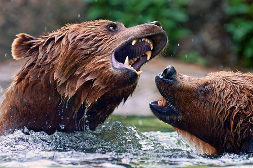  フリー画像| 動物写真| 哺乳類| 熊/クマ| 威嚇|       フリー素材| 