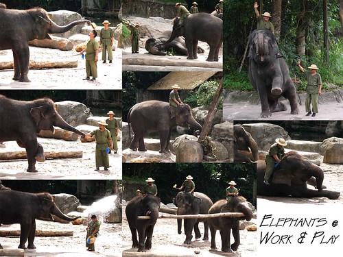 Elephants at work and play 