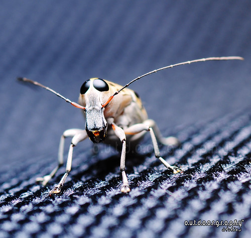 Cute Weevil Portraiture :P (by Sir Mart Outdoorgraphy™)