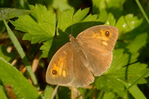 Maniola jurtina | Bruin zandoogje (vrouwtje) - Meadow brown (female)