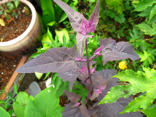 2009-08-01 garden; Atriplex hortensis