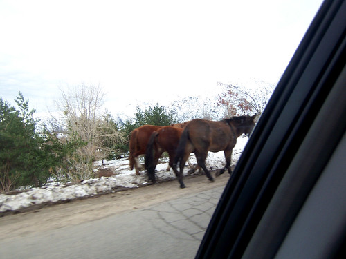 Road Horses
