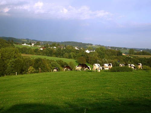 Cows near Koln