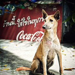 stray dog and a coca-cola ads