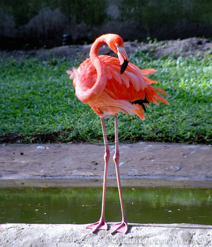 Flamingo Legs