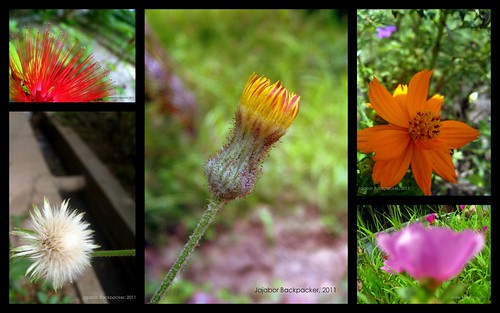 Wild Flowers Collage