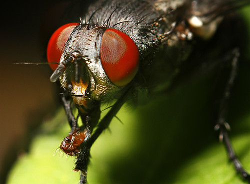 portrait of a fly