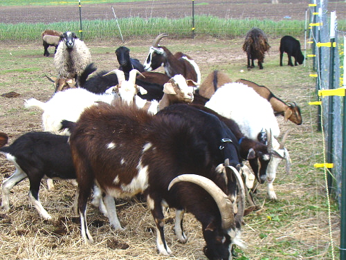 514 Goats 3