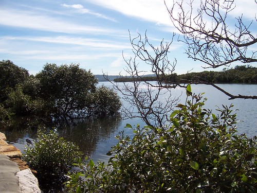 Mangroves besdie Brisbane Water Drive Woy Woy