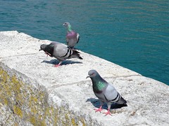 Pigeons in Solothurn, River Aare