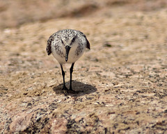 Bashful Sanderling (closeup)
