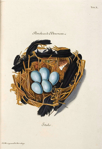 003-Nido de Estornino-Colección de nidos de aves 1772