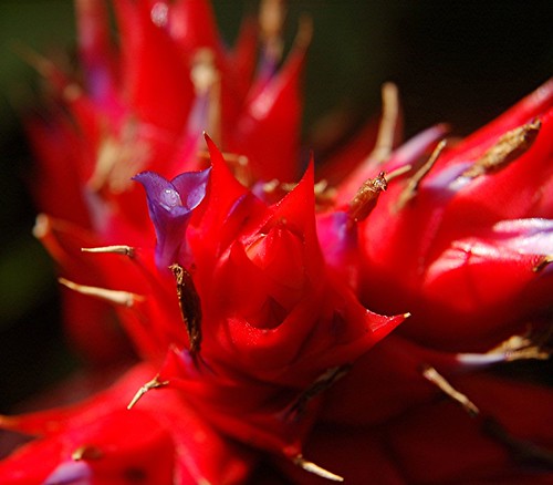 A very close look at a Blazing Red Bromeliad and its tiny, wet, purple tubular flowers with white stamen