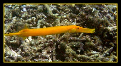 red trumpet fish. Trumpet fish, Puerto Galera, Phil.