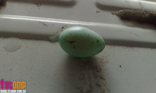 Mynah laid eggs in my air-con wallboard!
