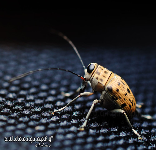 Fungus Weevil Side Profile (by Sir Mart Outdoorgraphy™)