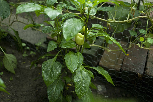 Peppers_1