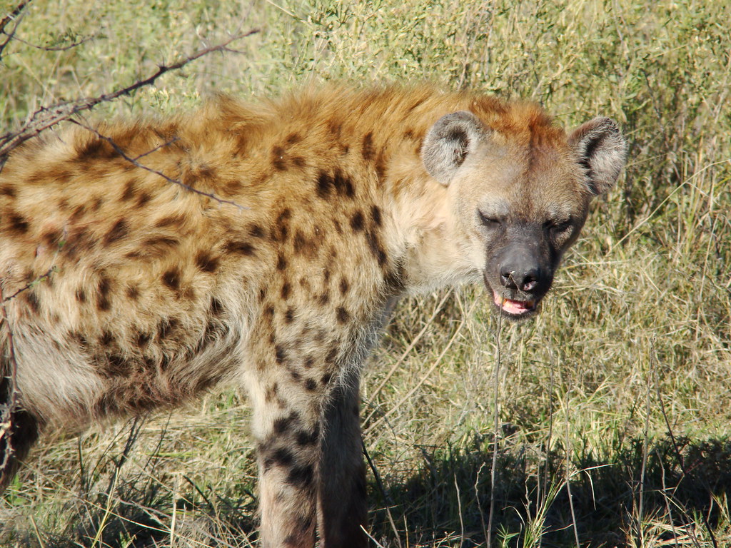 DSC07675 spotted hyena