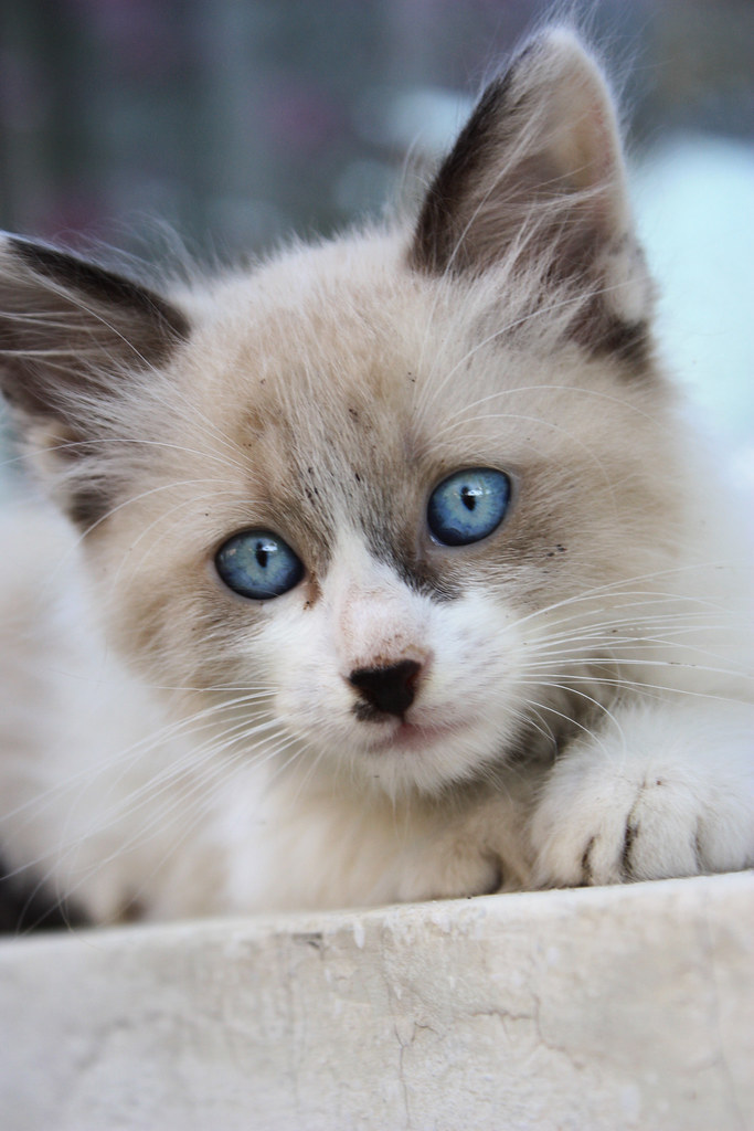 blue eyes kitty