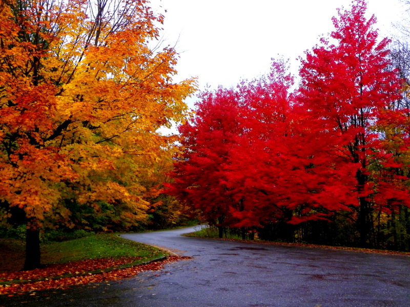 Quebec Autumn