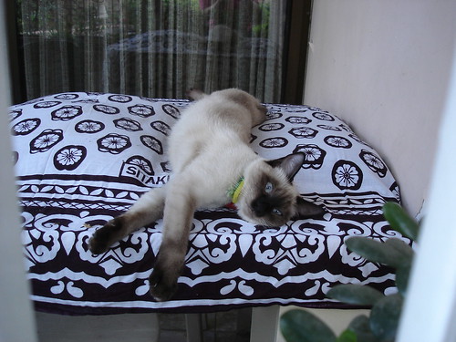Catschka resting