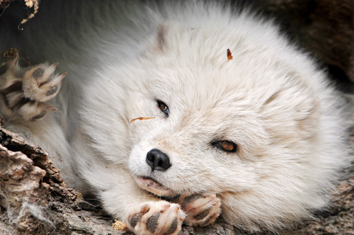 フリー画像|動物写真|哺乳類|イヌ科|狐/キツネ|白キツネ|フリー素材|