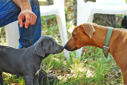 Blue Lacy puppy says hi to a red Lacy