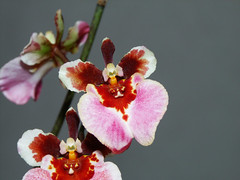 Equitant Oncidium - Tolumnia Orchid