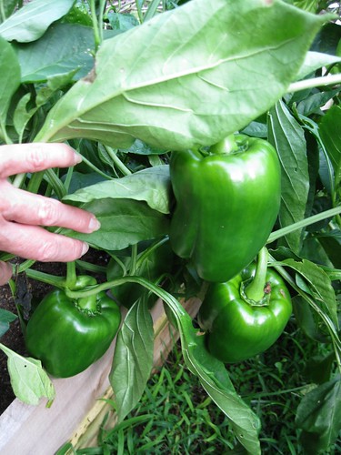 Green Peppers Waiting to Turn Red