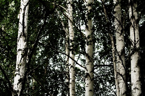 Birch Trees by you.