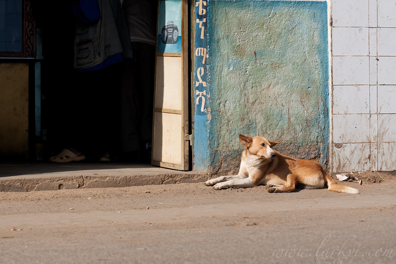 Dog #1(a), Harar, Ethiopia, August 2009