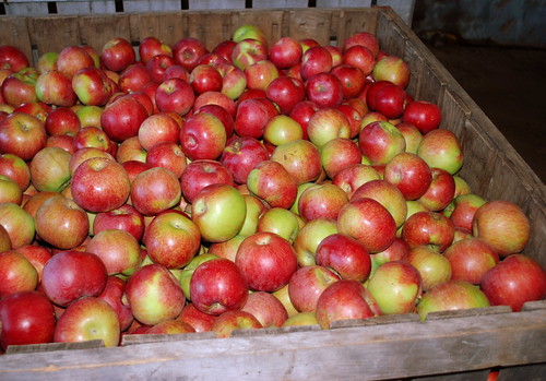 Apple Picking apples in big bin
